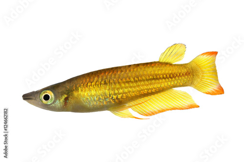 killifish Striped panchax Aplocheilus lineatus tropical aquarium fish 