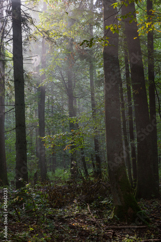 Summertime misty morning in forest