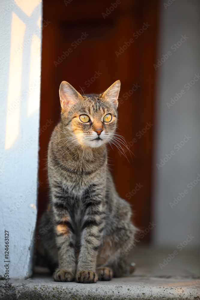 domestic cat looking into the distance