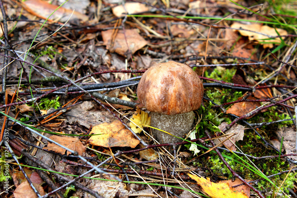 Boletus mushroom in an autumn forest Boletus mushroom in an autumn forest