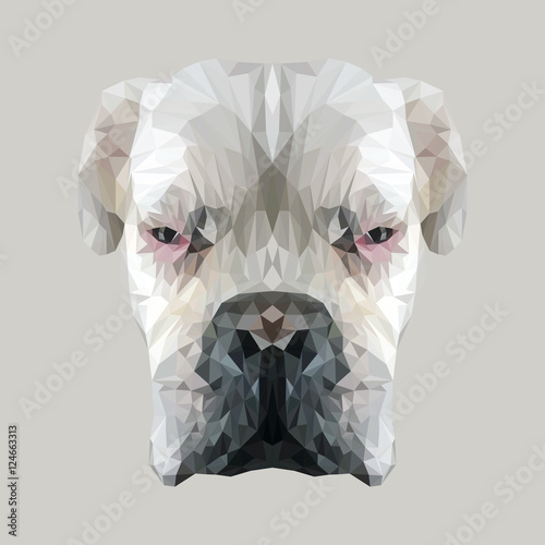 White boxer dog animal low poly design. Triangle vector illustration.