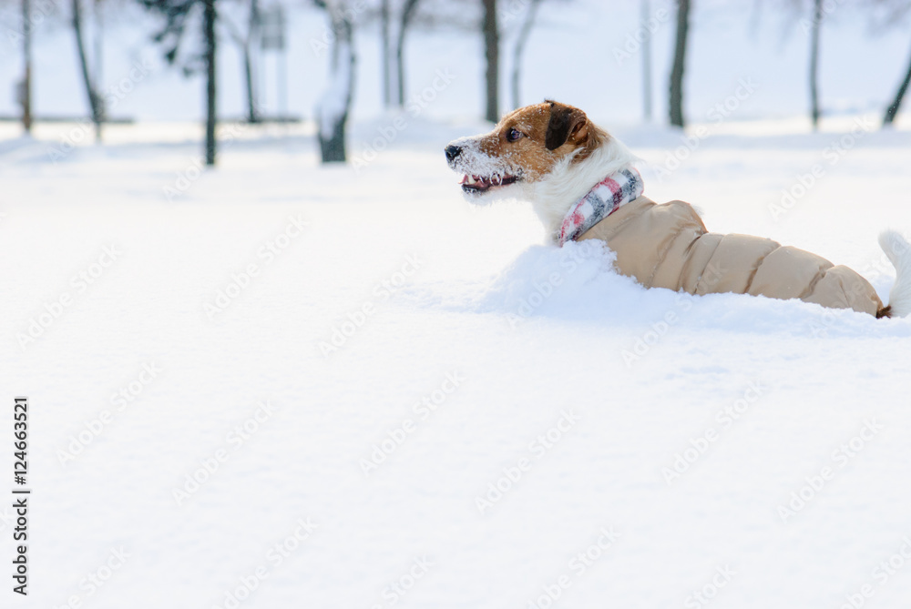 Dog wearing warm clothes playing in deep snow drift