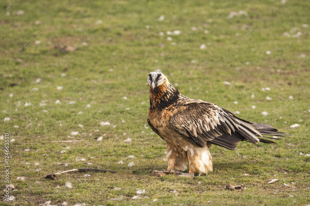 Obraz premium Bearded vulture