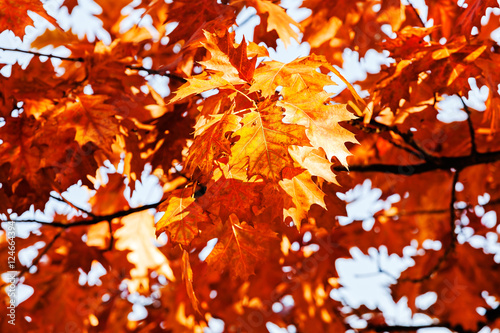 red leaves of oak