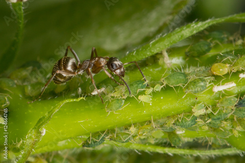 The symbiosis of ants and aphids. Ant tending his flock