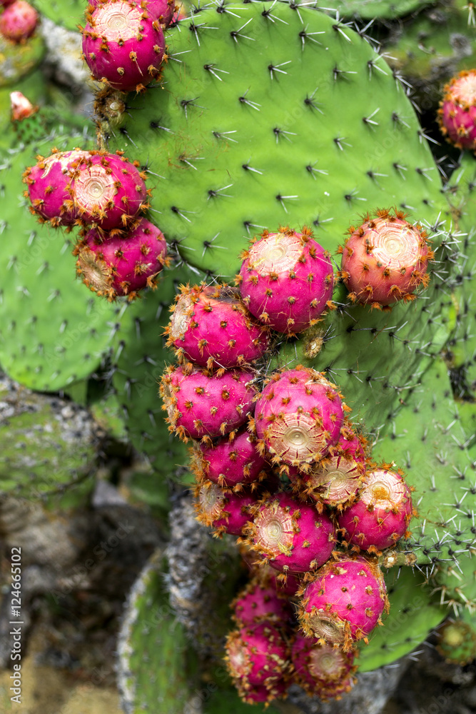 Cactus garden in the Lloret de mar, Costa Brava, Catalonia, Spain