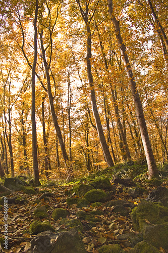 Autumn Forest. Park Road. Landscape with the autumn forest. © tempusfugit1980