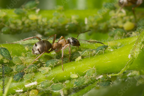 The symbiosis of ants and aphids. Ant tending his flock © garmashevanatali