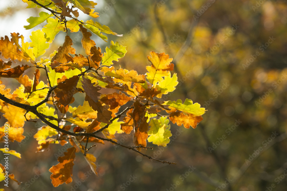 autumn oak leaves 