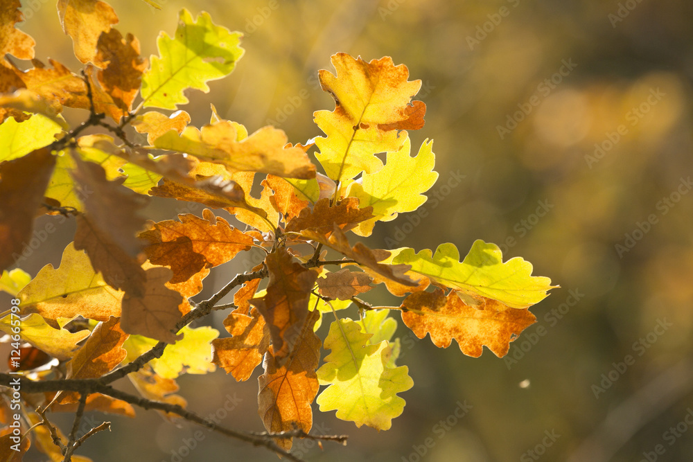 autumn oak leaves autumn oak leaves