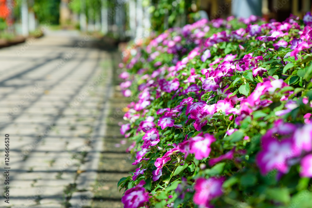 Little pink daisy flower vibrant color at Rajapruk park Little pink daisy flower vibrant color at Rajapruk park