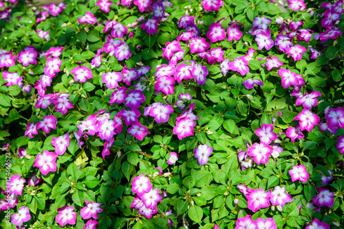 Fototapeta Naklejka Na Ścianę i Meble -  Little pink daisy flower vibrant color at Rajapruk park