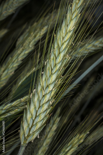 Колос зерновой культуры.Пшеница