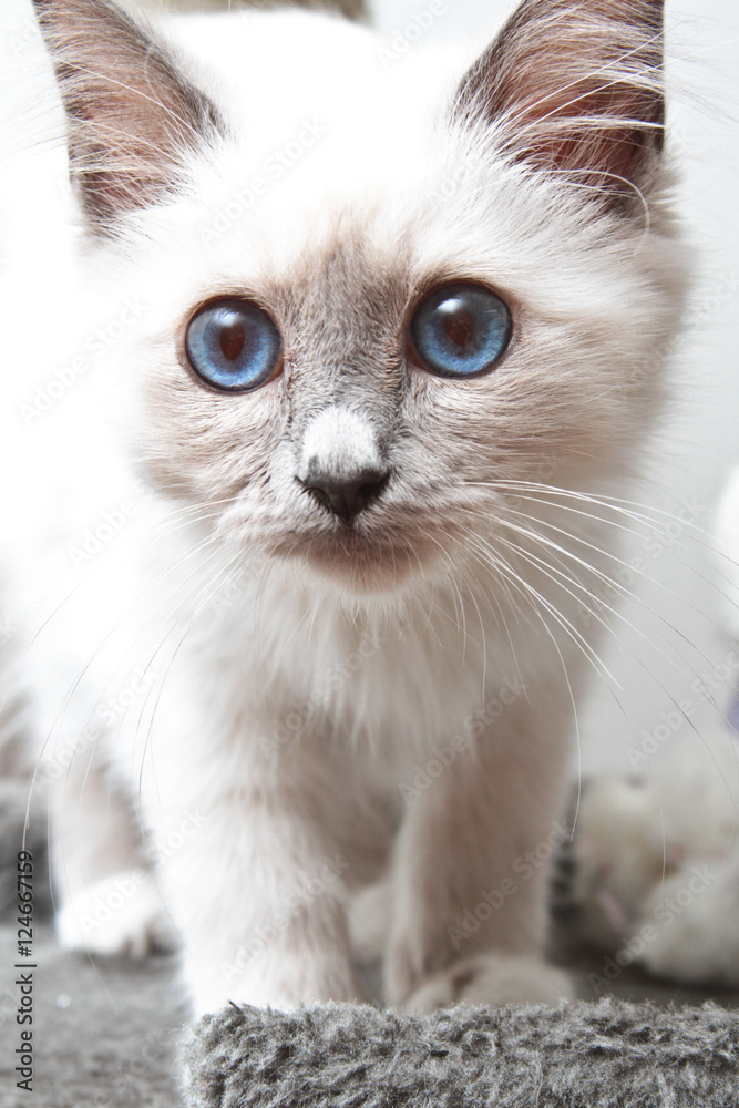 Beautiful Birman Cats