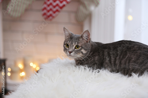 Fototapeta Naklejka Na Ścianę i Meble -  Tabby cat lying on white plaid against blurred background