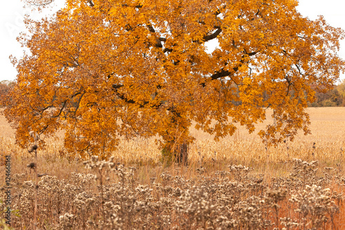 A shagbark hickory in fall color in a prairie. photo