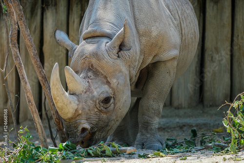 A rhino eating at the zoo