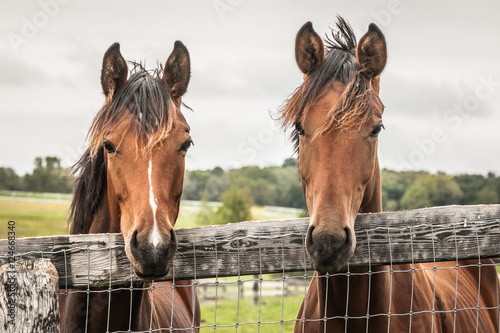 Two shaggy yearlings looking over the fence. photo