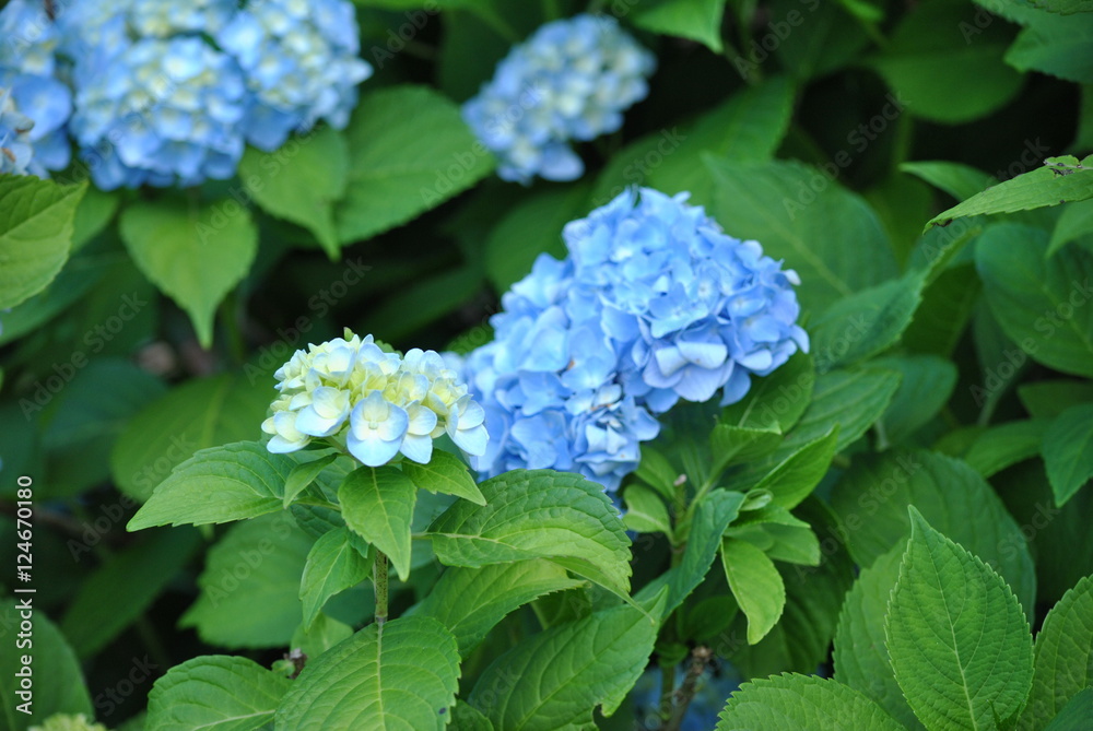 Hydrangea Hydrangea