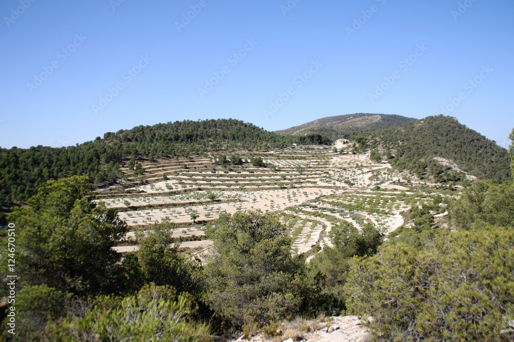 mountain with agricultural terraces and pine forest