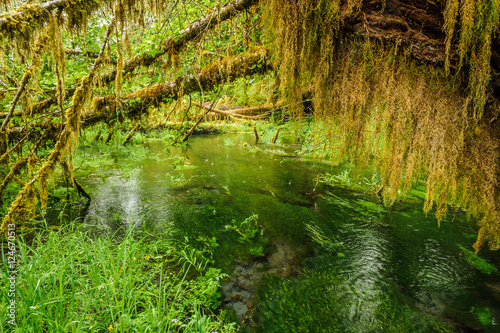 pond and trees covered with moss in the rain forest