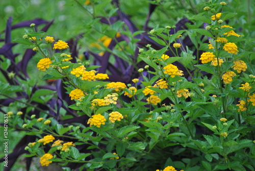 Lantana and purple cane