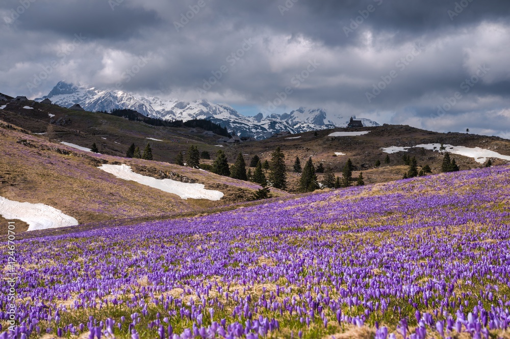 Velika Planina Alpine Meadow