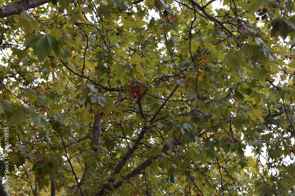 Copas de árboles en otoño.