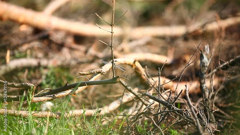 Natural summer background - dragonfly sits on tree's branch. Natural summer background - dragonfly sits on tree's branch.