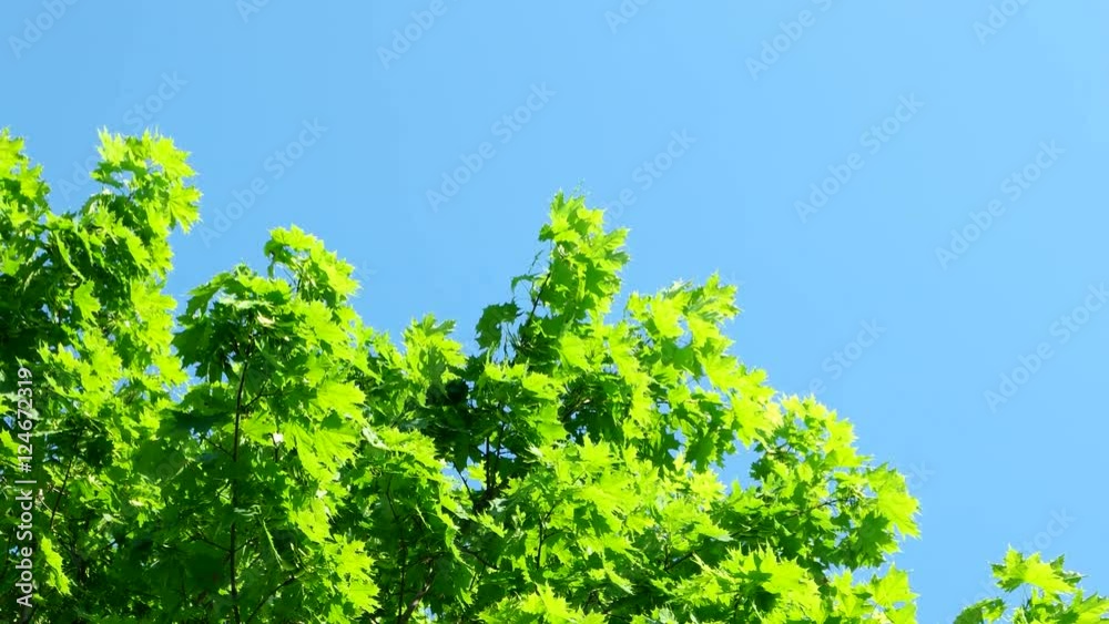Natural summer background with maple tree branches. Maple branches swaying in the wind on sunny day. Clear blue sky. Natural summer background with maple tree branches. Maple branches swaying in the wind on sunny day. Clear blue sky.