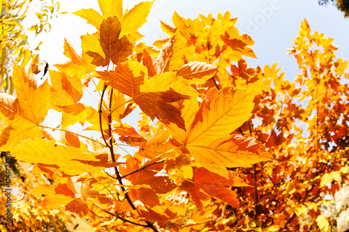 autumn leaves in a range of colors