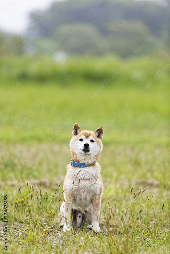 お座りする柴犬 お座りする柴犬