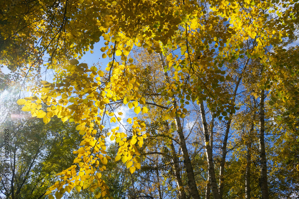 autumn birch forest sky clouds autumn birch forest sky clouds