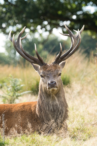 Red Deer, Deers, Cervus elaphus - Rut time.