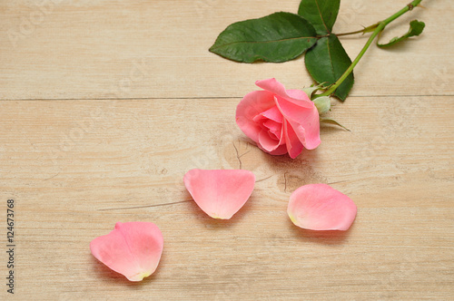 A single pink rose with three petals