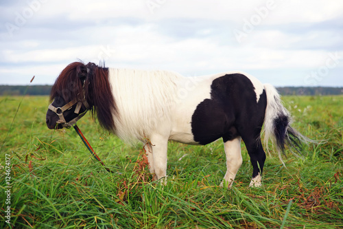 Shetland pony horse staying outdoors on a pasture with a green grass