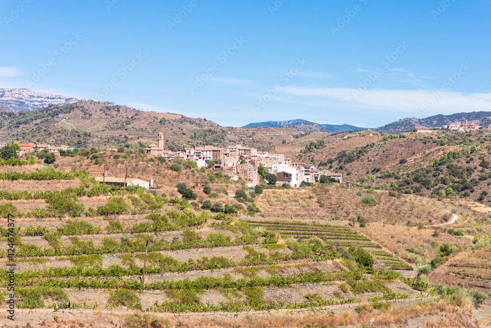 Vineyard in the village El Lloar, in the Comarca Priorat, a famous wine-growing area where the prestigious wine of the Priorat and Montsant is produced. Wine has been cultivated here since12th century