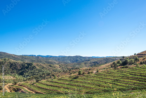 Vineyard in the Comarca Priorat  a famous wine-growing area where the prestigious wine of the Priorat and Montsant is produced. Wine has been cultivated here since the 12th century