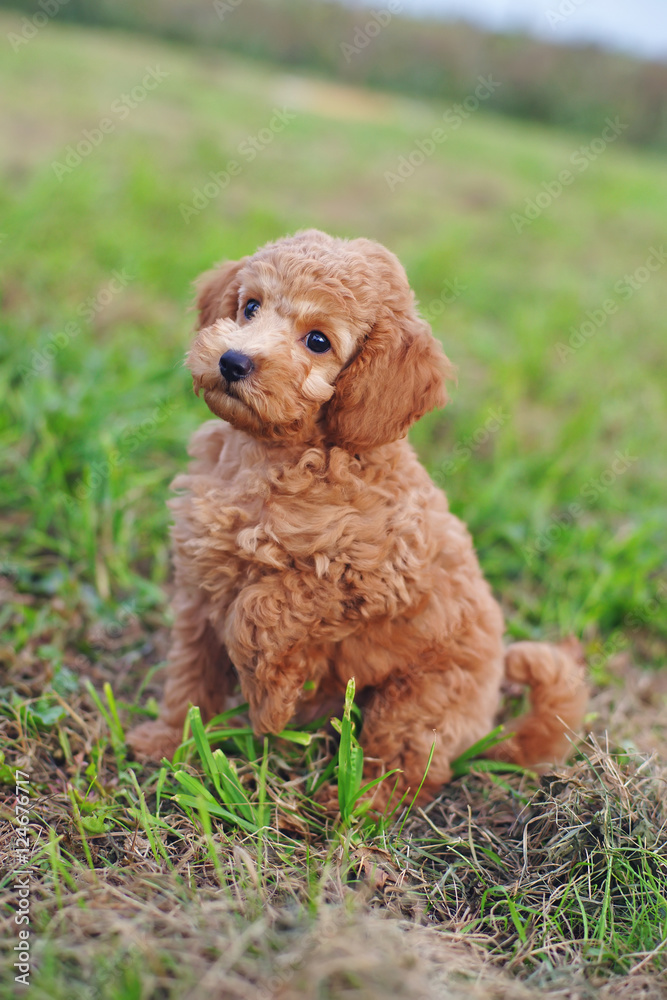 Cute red Toy Poodle puppy sitting outdoors on a green grass Cute red Toy Poodle puppy sitting outdoors on a green grass