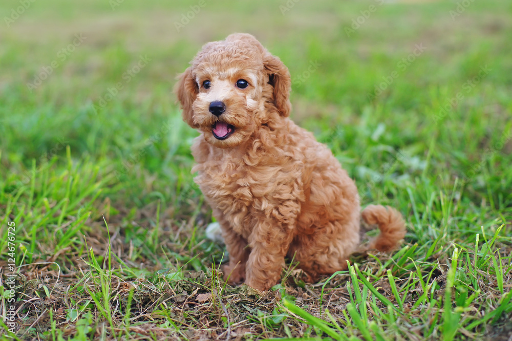 Cute red Toy Poodle puppy sitting outdoors on a green grass