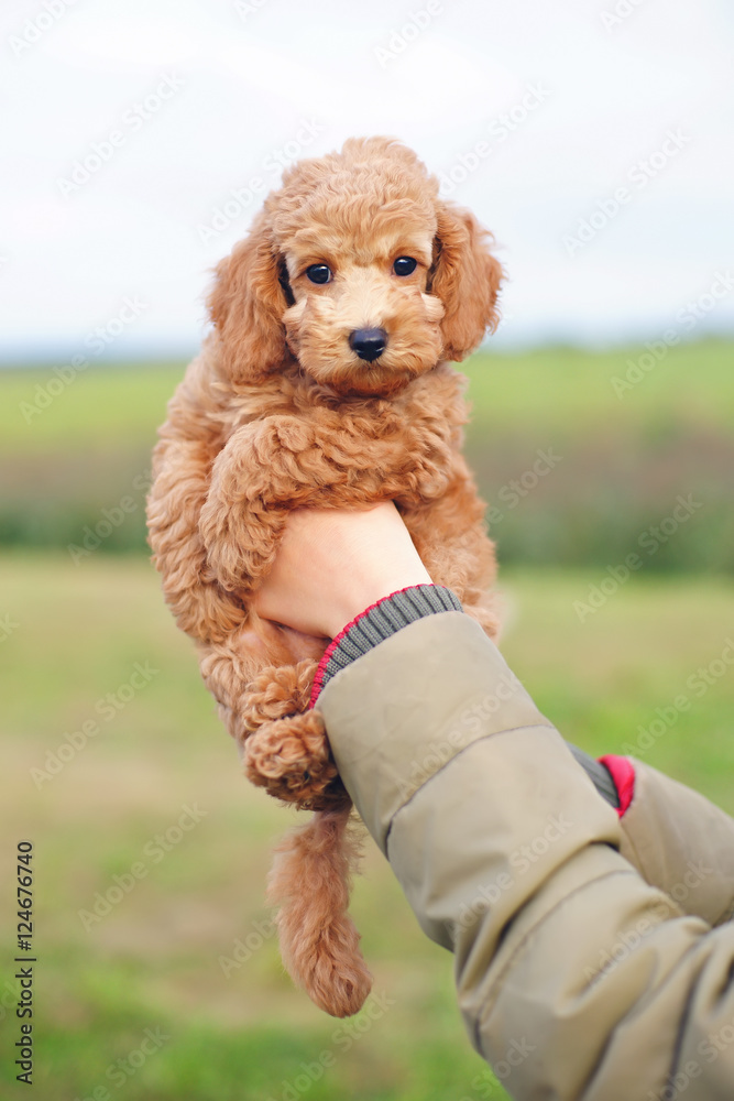 Adorable red Toy Poodle puppy in woman's hands Adorable red Toy Poodle puppy in woman's hands