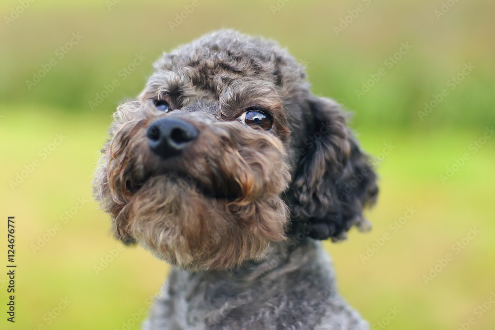 grey miniature poodle