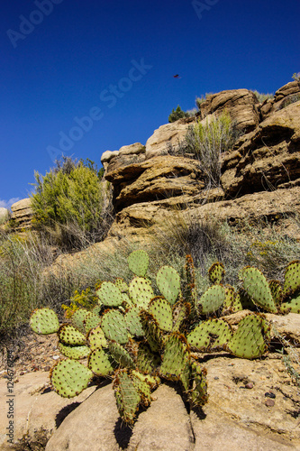 Sabra prickly pear cactus photo