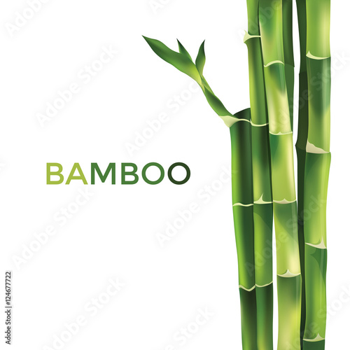 Bamboo  Illustration