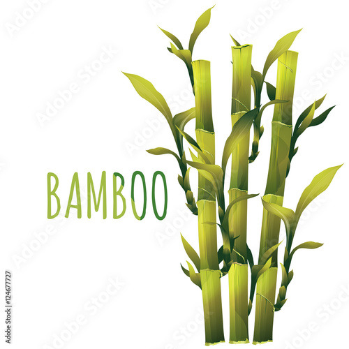 Carta da parati bambù - Carta da parati Bamboo  Illustration