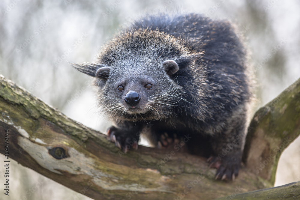 Obraz premium Binturong or bearcat on a tree