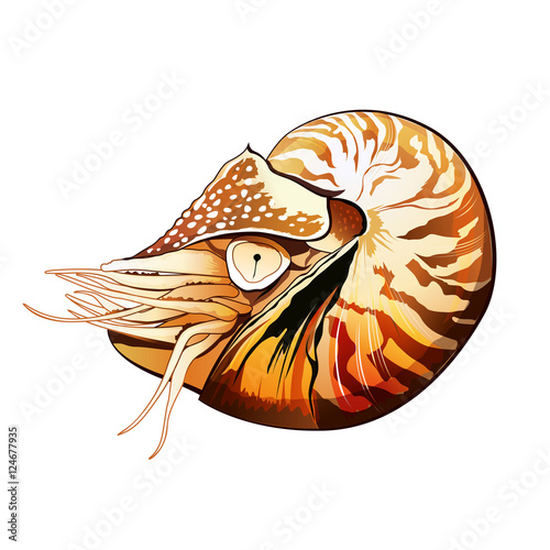 Sea Shrimp Illustration