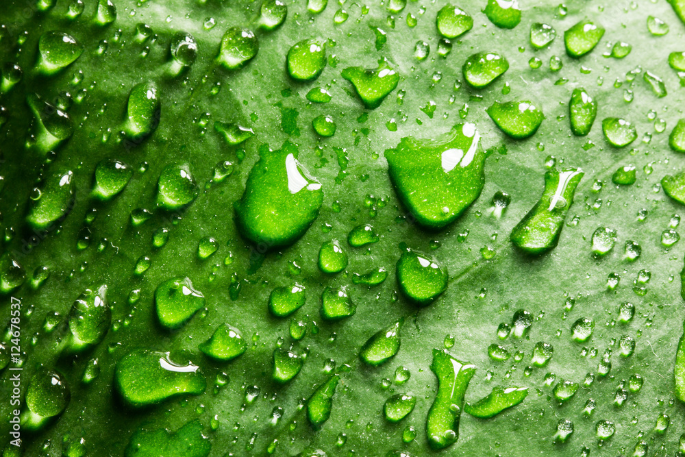 Green leaf with water drops. Macro background.