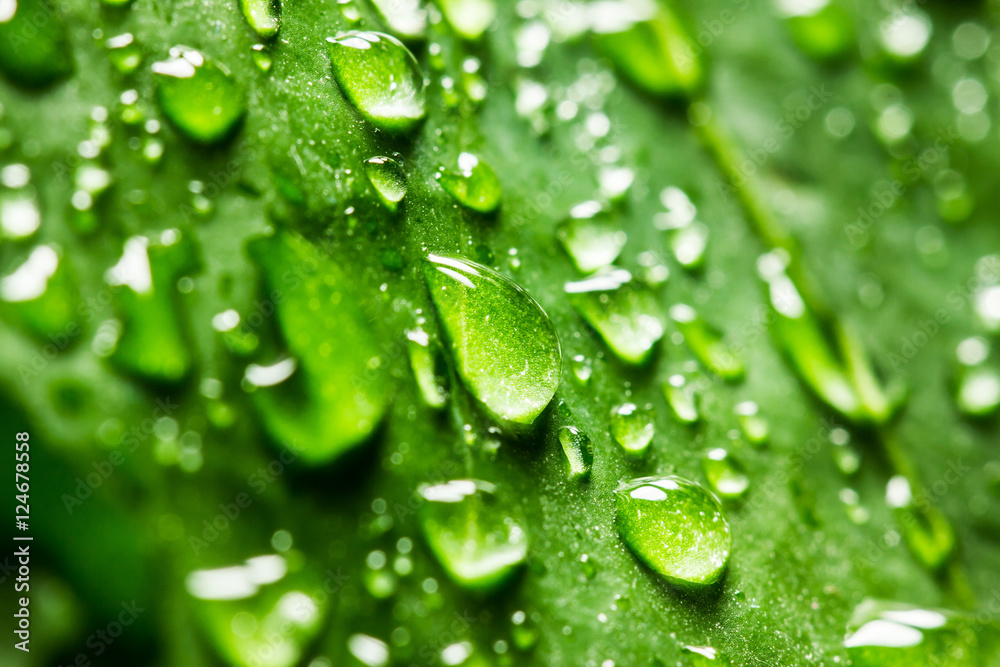 Water drops on a green leaf. 