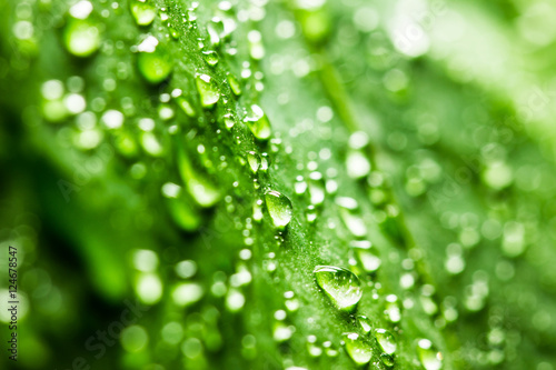 Green leaf with water drops. Macro background.